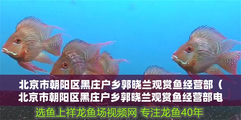北京市朝陽區黑莊戶鄉郭曉蘭觀賞魚經營部（北京市朝陽區黑莊戶鄉郭曉蘭觀賞魚經營部電話）