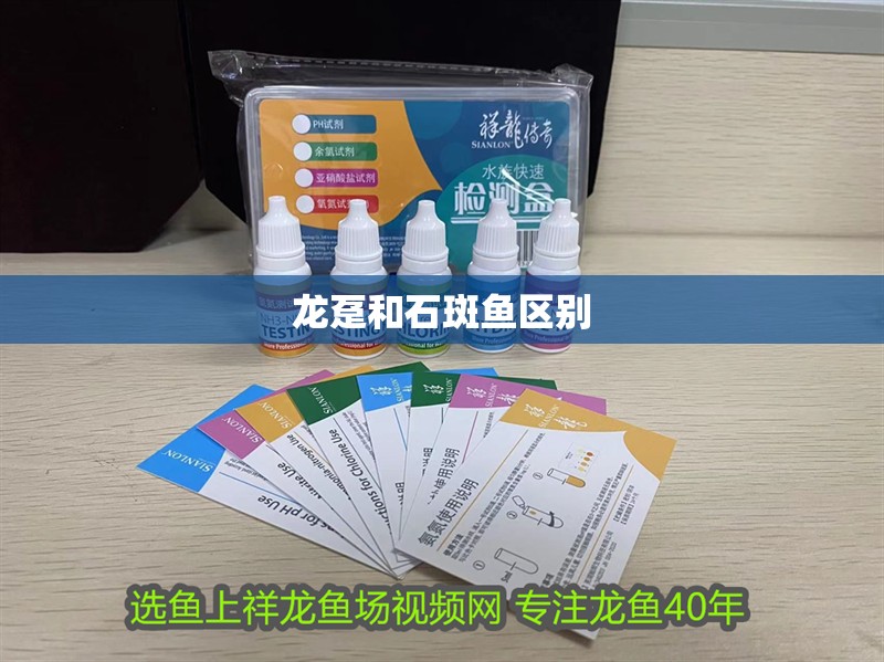 龍躉和石斑魚區(qū)別