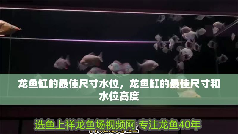 龍魚(yú)缸的最佳尺寸水位，龍魚(yú)缸的最佳尺寸和水位高度 龍魚(yú)缸的最佳尺寸水位，龍魚(yú)缸的最佳尺寸和水位高度 魚(yú)缸百科 第2張