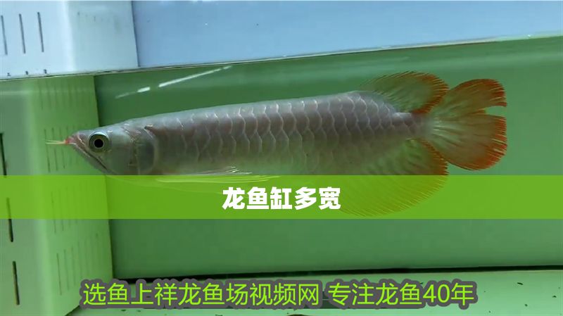 龍魚缸多寬