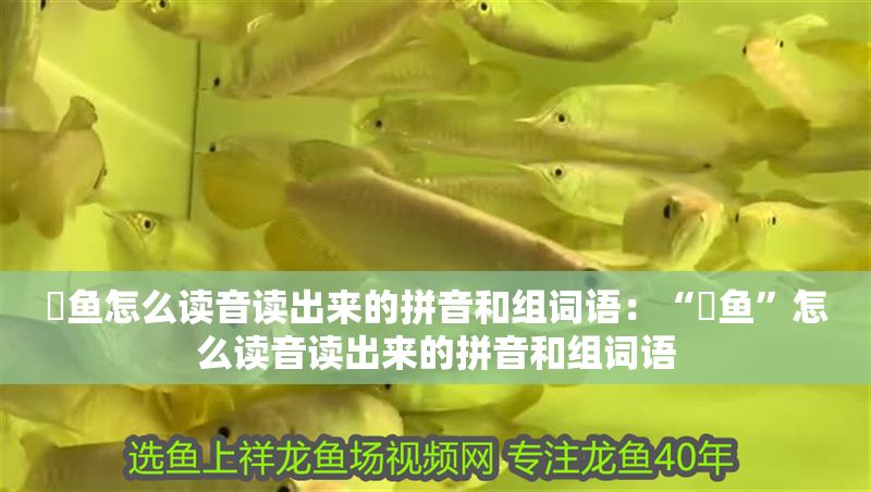 魟魚怎么讀音讀出來的拼音和組詞語：“魟魚”怎么讀音讀出來的拼音和組詞語