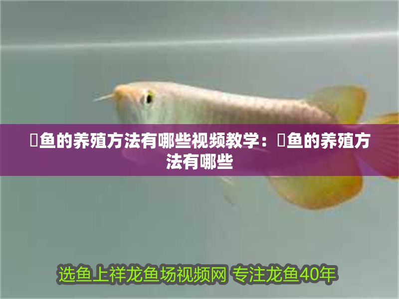 魟魚的養(yǎng)殖方法有哪些視頻教學(xué)：魟魚的養(yǎng)殖方法有哪些