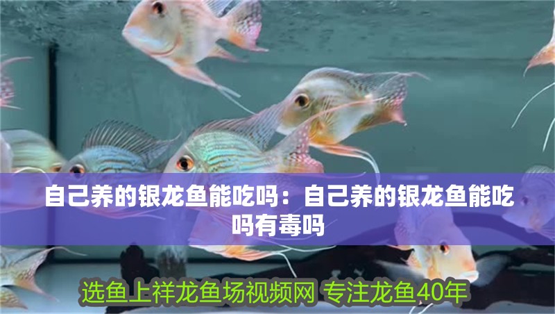 自己養的銀龍魚能吃嗎：自己養的銀龍魚能吃嗎有毒嗎