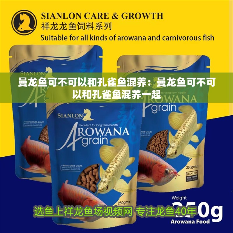 曼龍魚可不可以和孔雀魚混養(yǎng)：曼龍魚可不可以和孔雀魚混養(yǎng)一起