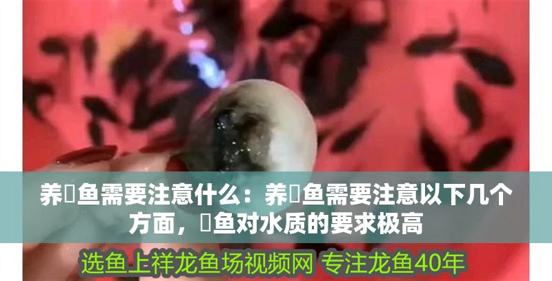 養(yǎng)魟魚(yú)需要注意什么：養(yǎng)魟魚(yú)需要注意以下幾個(gè)方面，魟魚(yú)對(duì)水質(zhì)的要求極高