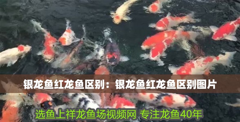 詳細閱讀:銀龍魚紅龍魚區(qū)別:銀龍魚紅龍魚區(qū)別圖片 銀龍魚紅龍魚區(qū)別:銀龍魚紅龍魚區(qū)別圖片