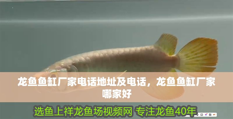 龍魚魚缸廠家電話地址及電話，龍魚魚缸廠家哪家好