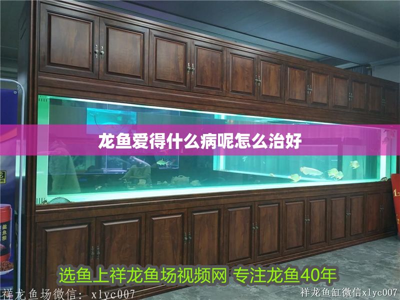 龍魚愛得什么病呢怎么治好