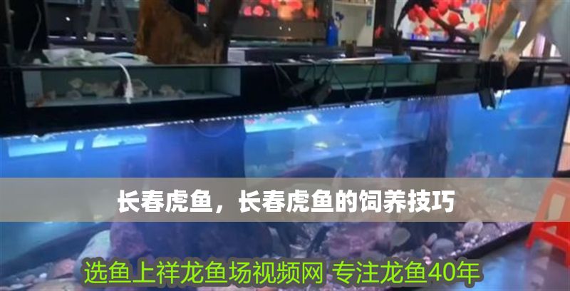 長(zhǎng)春虎魚，長(zhǎng)春虎魚的飼養(yǎng)技巧