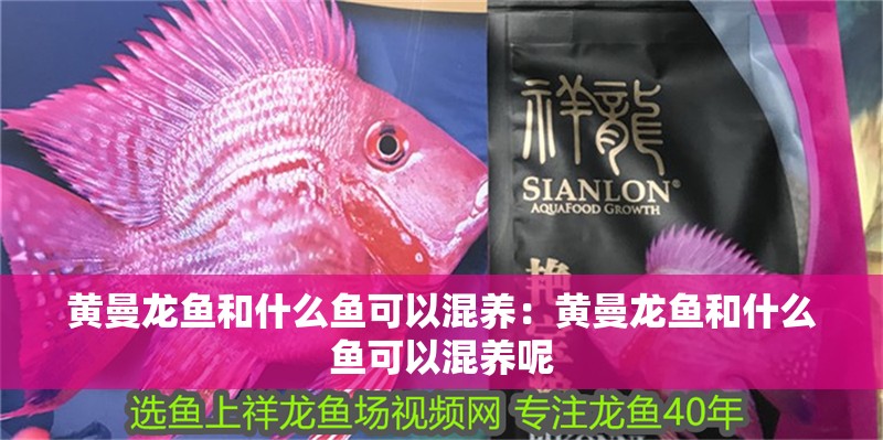 黃曼龍魚和什么魚可以混養(yǎng):黃曼龍魚和什么魚可以混養(yǎng)呢 水族問答 黃曼龍魚和什么魚可以混養(yǎng):黃曼龍魚和什么魚可以混養(yǎng)呢 黃曼龍魚和什么魚可以混養(yǎng):黃曼龍魚和什么魚可以混養(yǎng)呢 水族問答