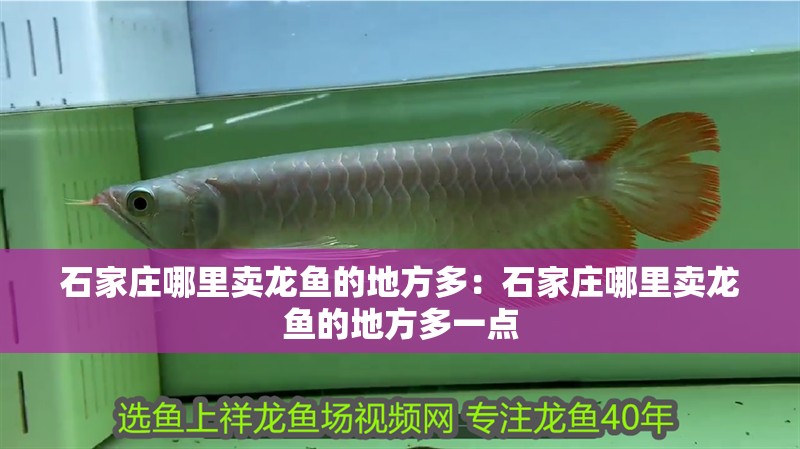 石家莊哪里賣龍魚的地方多：石家莊哪里賣龍魚的地方多一點