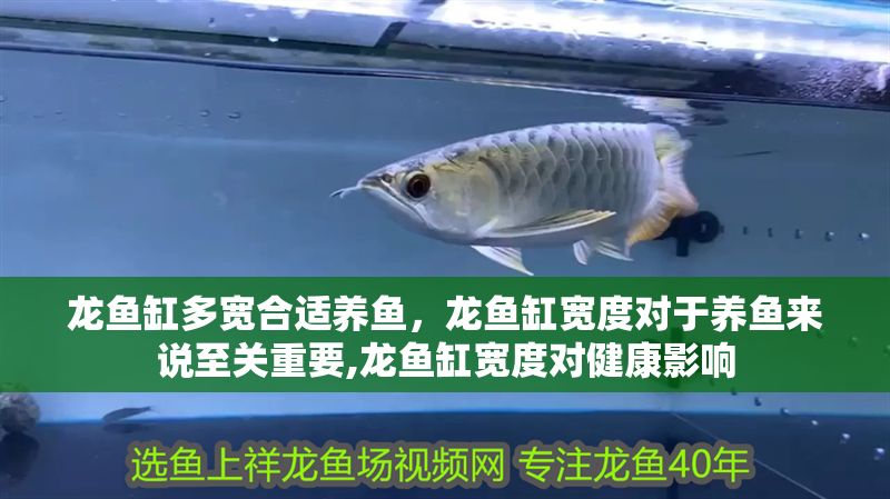 龍魚缸多寬合適養(yǎng)魚，龍魚缸寬度對于養(yǎng)魚來說至關(guān)重要,龍魚缸寬度對健康影響