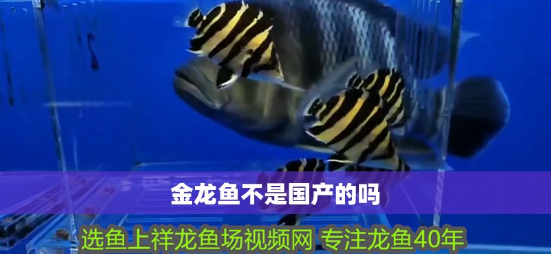 金龍魚不是國產的嗎