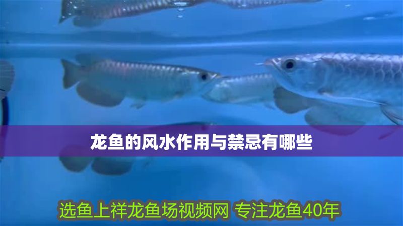 龍魚的風(fēng)水作用與禁忌有哪些