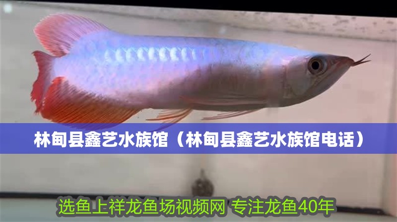 林甸縣鑫藝水族館（林甸縣鑫藝水族館電話）