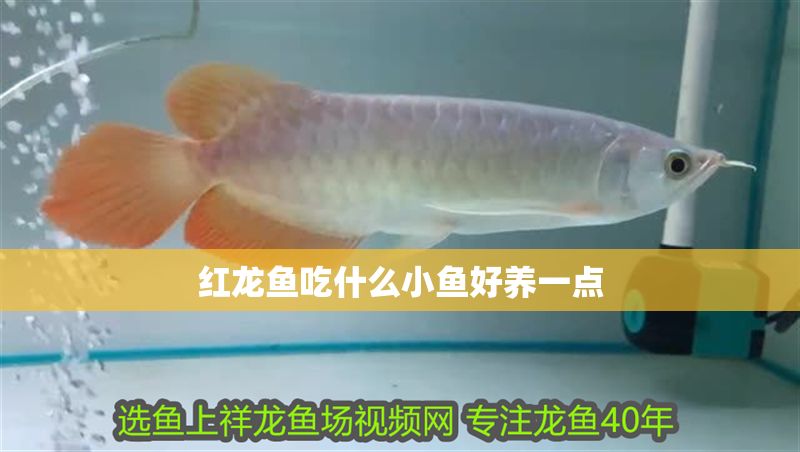 紅龍魚吃什么小魚好養一點