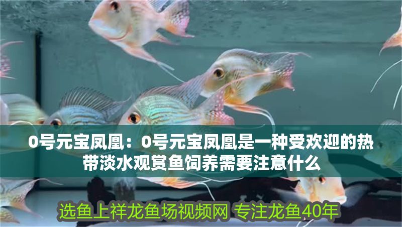 0號元寶鳳凰:0號元寶鳳凰是一種受歡迎的熱帶淡水觀賞魚飼養需要注意什么 元寶鳳凰魚百科 第2張 0號元寶鳳凰:0號元寶鳳凰是一種受歡迎的熱帶淡水觀賞魚飼養需要注意什么 0號元寶鳳凰:0號元寶鳳凰是一種受歡迎的熱帶淡水觀賞魚飼養需要注意什么 元寶鳳凰魚百科 第2張
