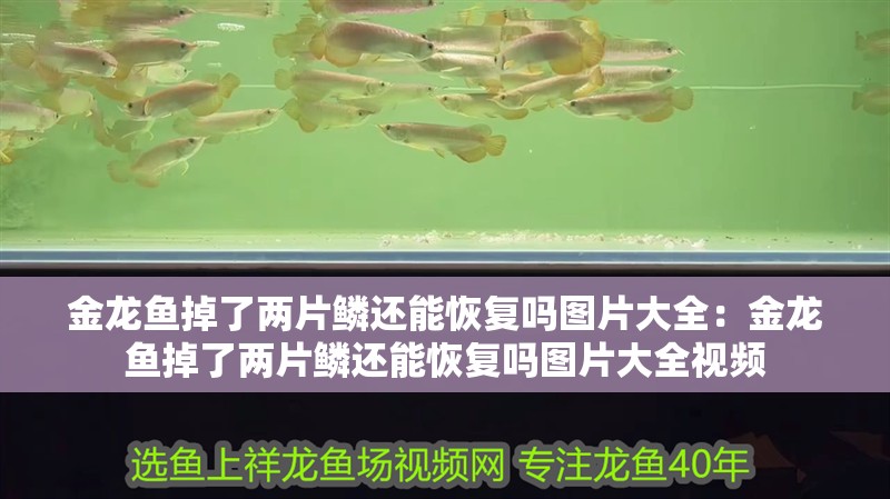 金龍魚掉了兩片鱗還能恢復嗎圖片大全：金龍魚掉了兩片鱗還能恢復嗎圖片大全視頻