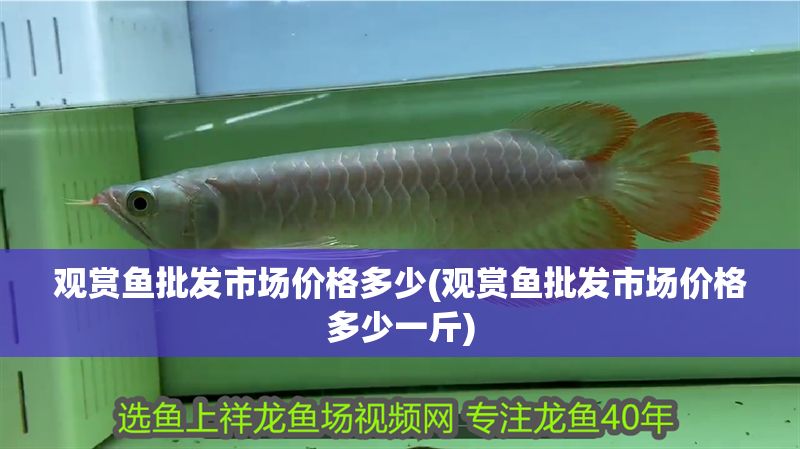 觀賞魚批發市場價格多少(觀賞魚批發市場價格多少一斤)