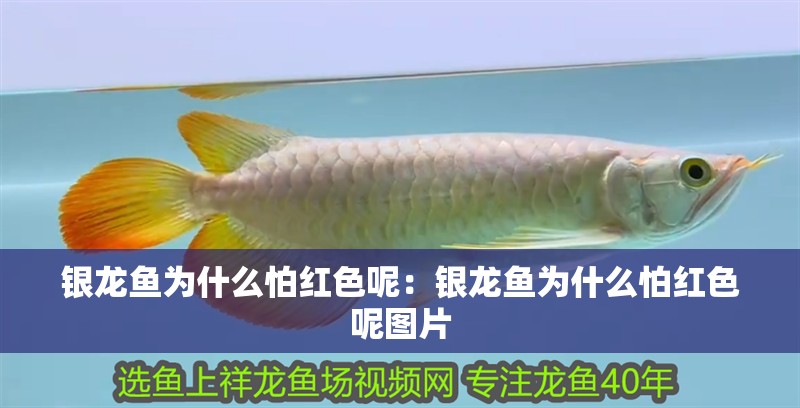 銀龍魚為什么怕紅色呢：銀龍魚為什么怕紅色呢圖片