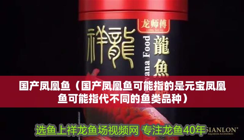 國產鳳凰魚（國產鳳凰魚可能指的是元寶鳳凰魚可能指代不同的魚類品種）