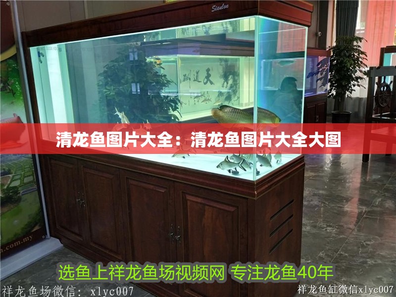 清龍魚圖片大全：清龍魚圖片大全大圖