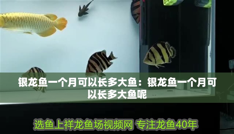 銀龍魚一個(gè)月可以長多大魚：銀龍魚一個(gè)月可以長多大魚呢