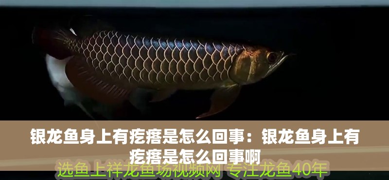 銀龍魚身上有疙瘩是怎么回事：銀龍魚身上有疙瘩是怎么回事啊