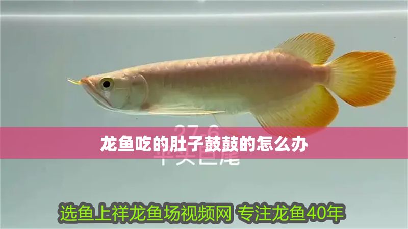 龍魚吃的肚子鼓鼓的怎么辦