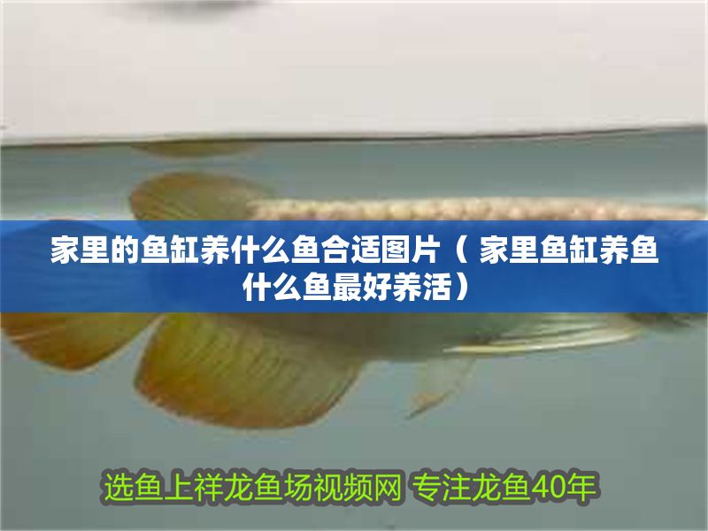 家里的魚缸養(yǎng)什么魚合適圖片（ 家里魚缸養(yǎng)魚什么魚最好養(yǎng)活）
