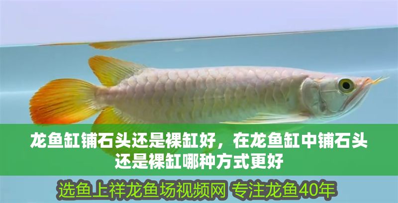 龍魚缸鋪石頭還是裸缸好，在龍魚缸中鋪石頭還是裸缸哪種方式更好