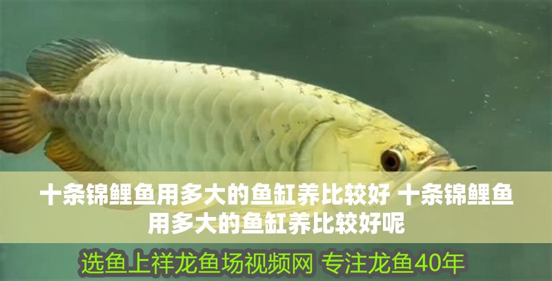 十條錦鯉魚用多大的魚缸養(yǎng)比較好 十條錦鯉魚用多大的魚缸養(yǎng)比較好呢
