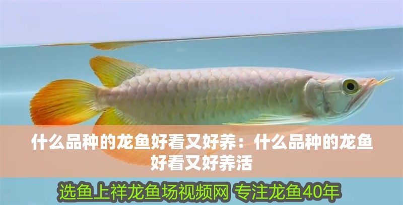 什么品種的龍魚好看又好養(yǎng)：什么品種的龍魚好看又好養(yǎng)活