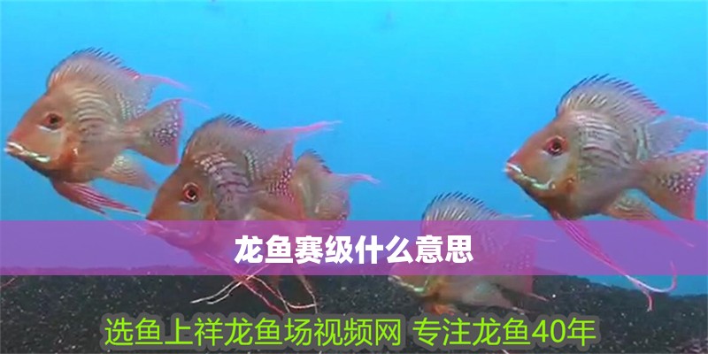 龍魚賽級什么意思