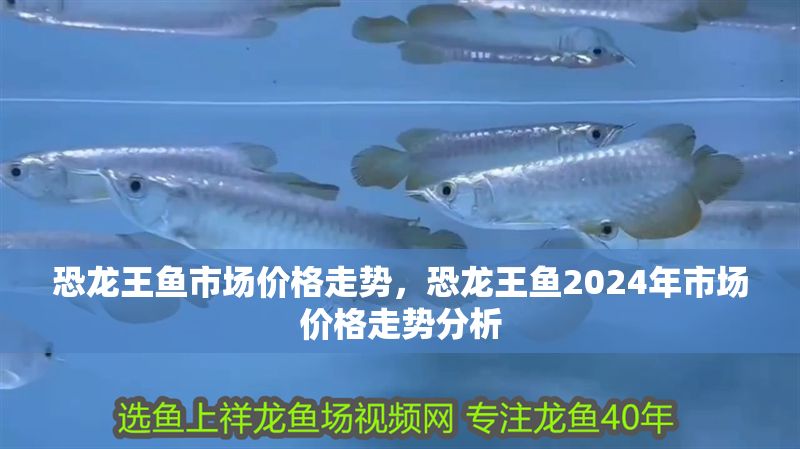 恐龍王魚市場價格走勢，恐龍王魚2024年市場價格走勢分析