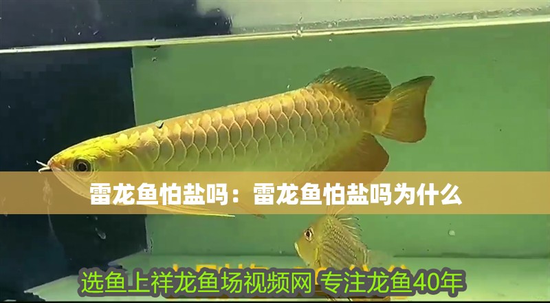 雷龍魚怕鹽嗎：雷龍魚怕鹽嗎為什么