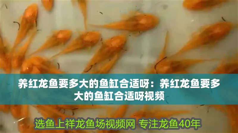 養紅龍魚要多大的魚缸合適呀：養紅龍魚要多大的魚缸合適呀視頻