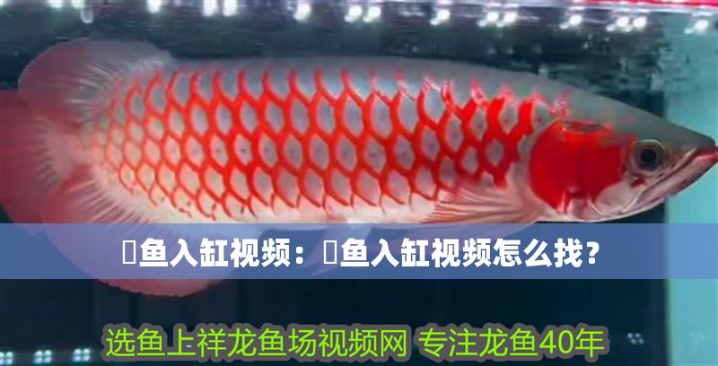 魟魚入缸視頻：魟魚入缸視頻怎么找？
