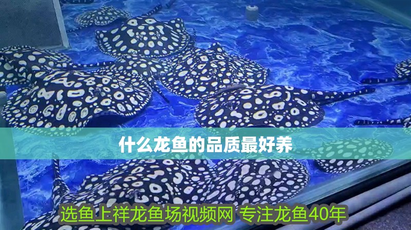 什么龍魚的品質最好養