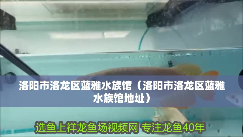 洛陽市洛龍區藍雅水族館（洛陽市洛龍區藍雅水族館地址）