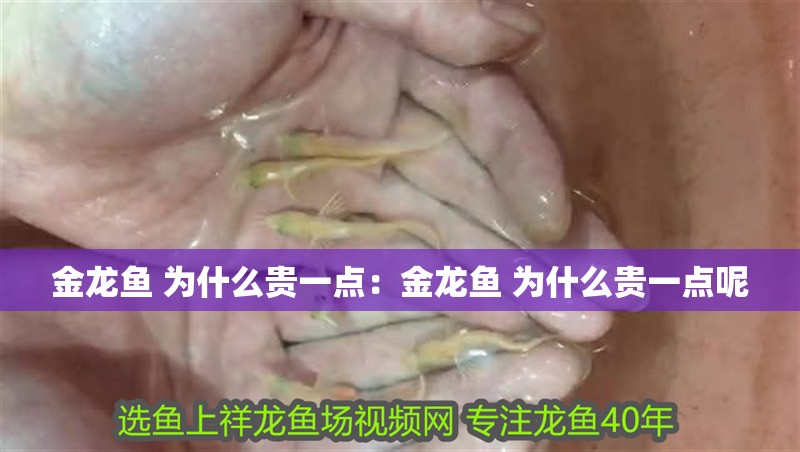 金龍魚 為什么貴一點：金龍魚 為什么貴一點呢
