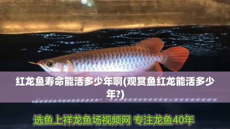 紅龍魚壽命能活多少年啊(觀賞魚紅龍能活多少年?)