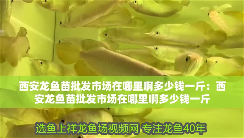 西安龍魚苗批發(fā)市場在哪里啊多少錢一斤：西安龍魚苗批發(fā)市場在哪里啊多少錢一斤
