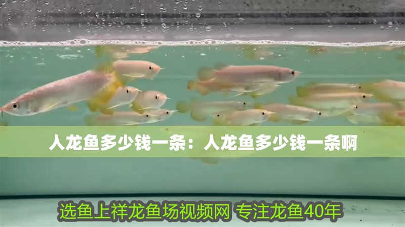 人龍魚多少錢一條：人龍魚多少錢一條啊