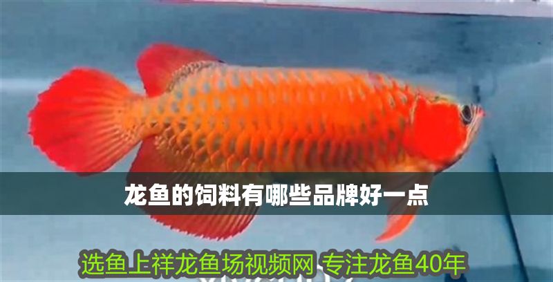 龍魚的飼料有哪些品牌好一點