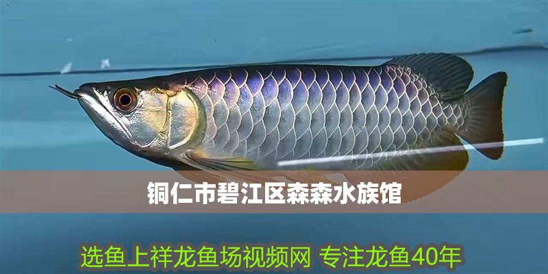 銅仁市碧江區(qū)森森水族館