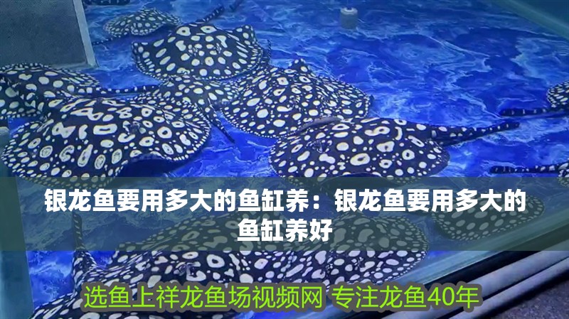 銀龍魚要用多大的魚缸養(yǎng)：銀龍魚要用多大的魚缸養(yǎng)好