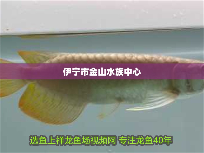 伊寧市金山水族中心