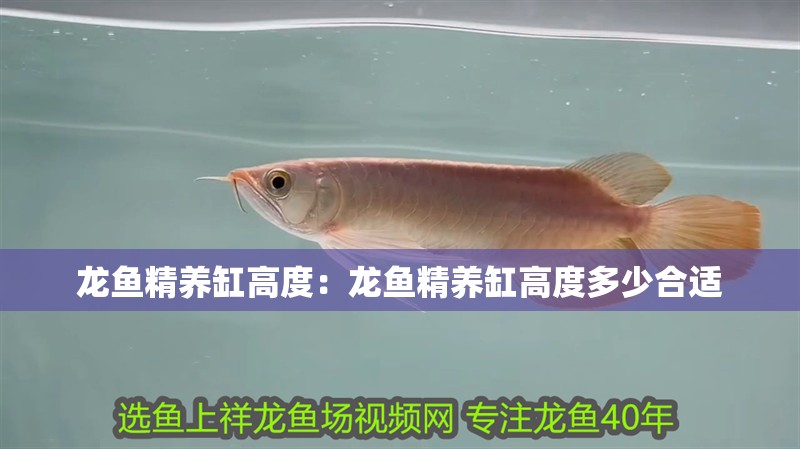 龍魚精養缸高度：龍魚精養缸高度多少合適