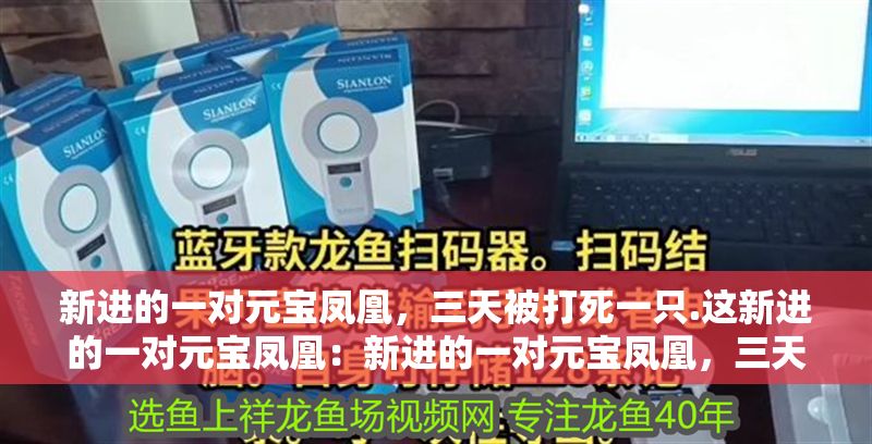 新進的一對元寶鳳凰，三天被打死一只.這新進的一對元寶鳳凰：新進的一對元寶鳳凰，三天被打死一只..這塊頭應該不會被欺生吧